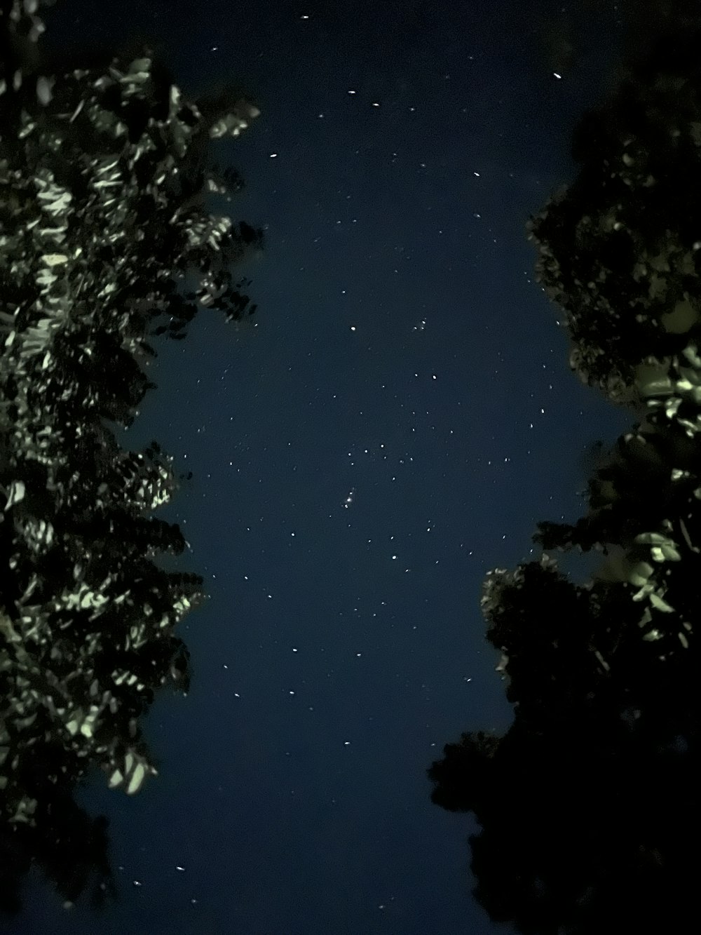 a night sky with stars and trees in the foreground
