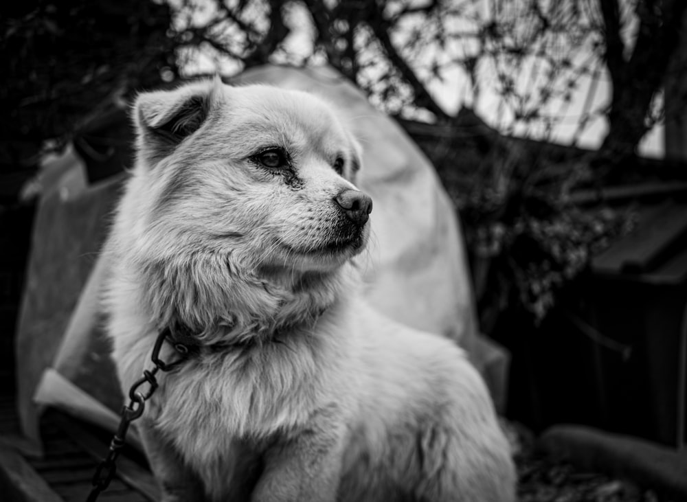 a white dog sitting on top of a bench