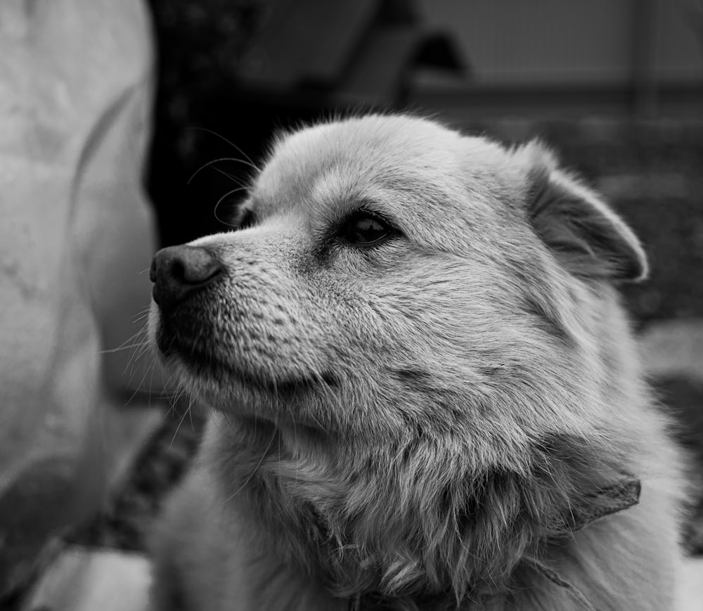 a black and white photo of a dog