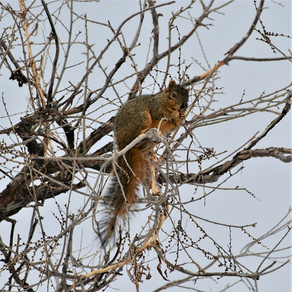 a squirrel sitting on a branch of a tree