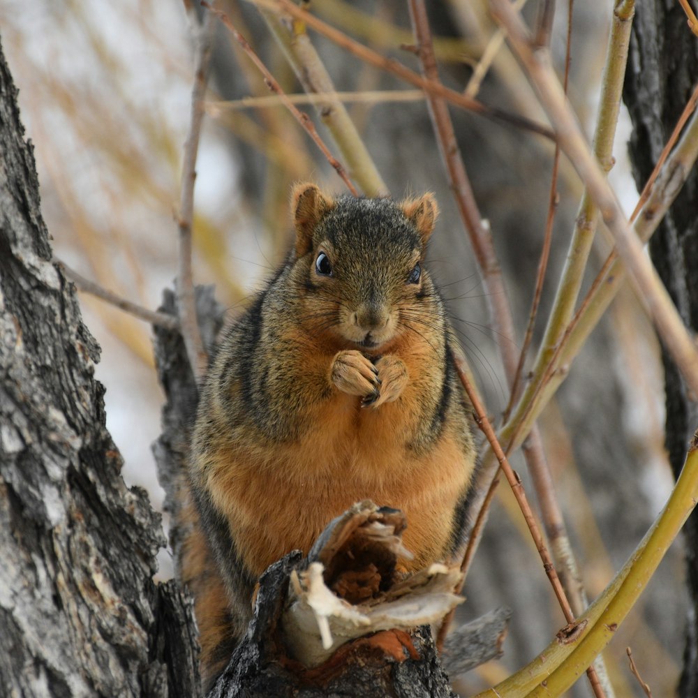 a squirrel sitting in a tree eating a nut