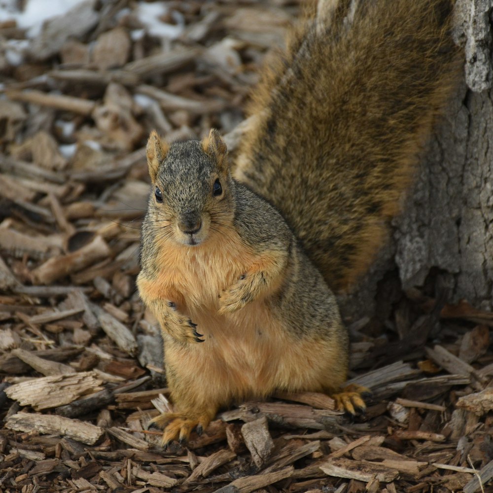 a squirrel is sitting on the ground next to a tree