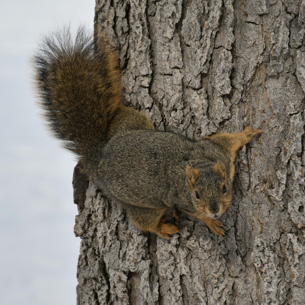 a squirrel climbing up the side of a tree