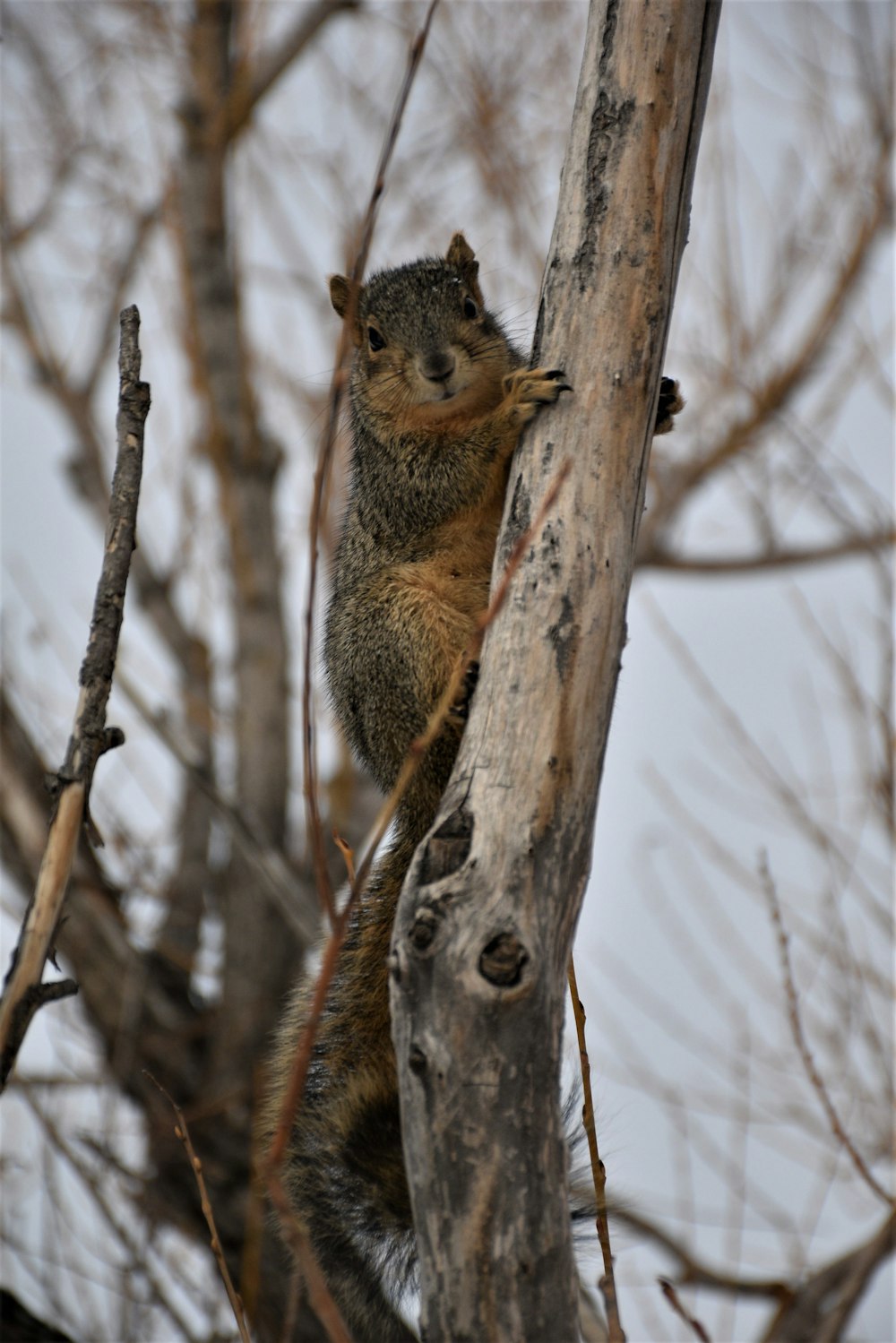 a squirrel is climbing up a tree branch
