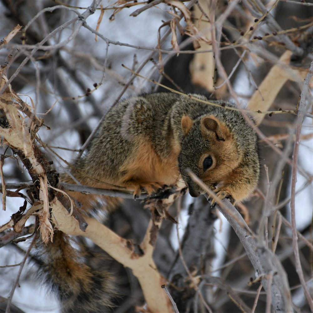 a squirrel is sitting in a tree with no leaves