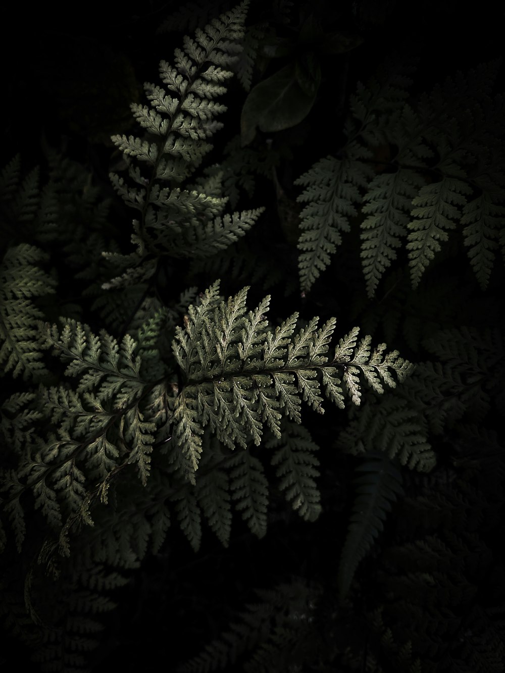 a close up of a fern leaf in the dark