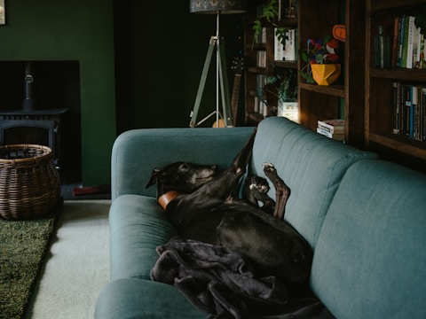 a black dog laying on top of a blue couch