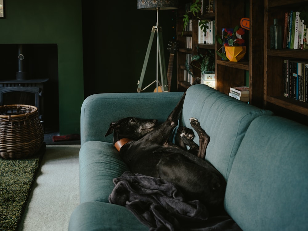 a black dog laying on top of a blue couch