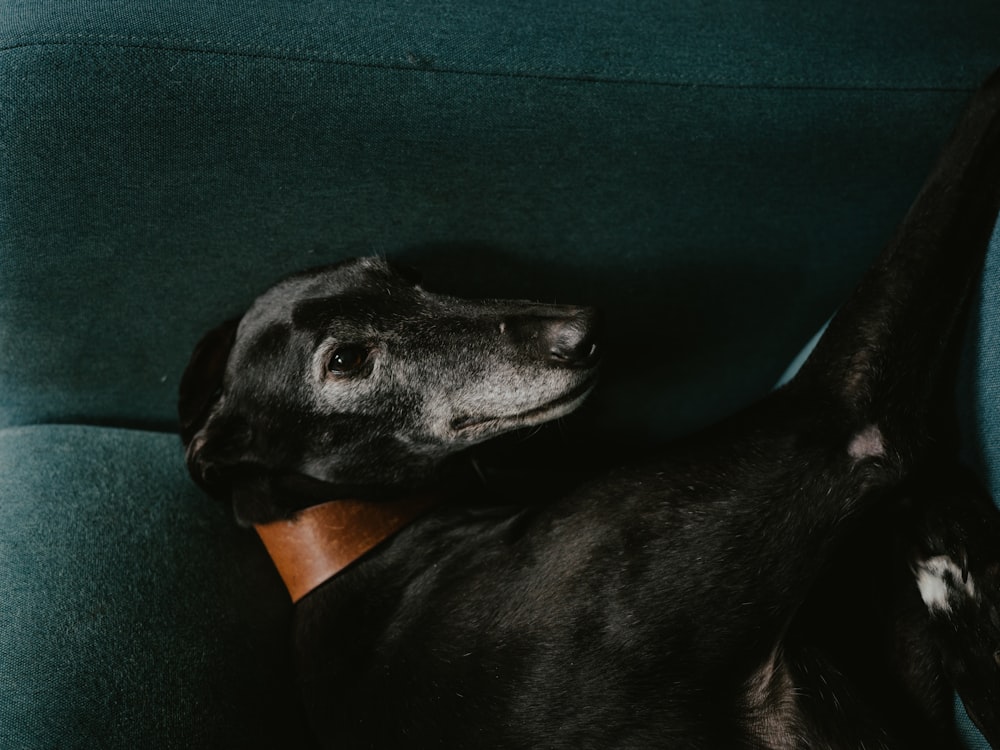 a black dog laying on top of a green couch