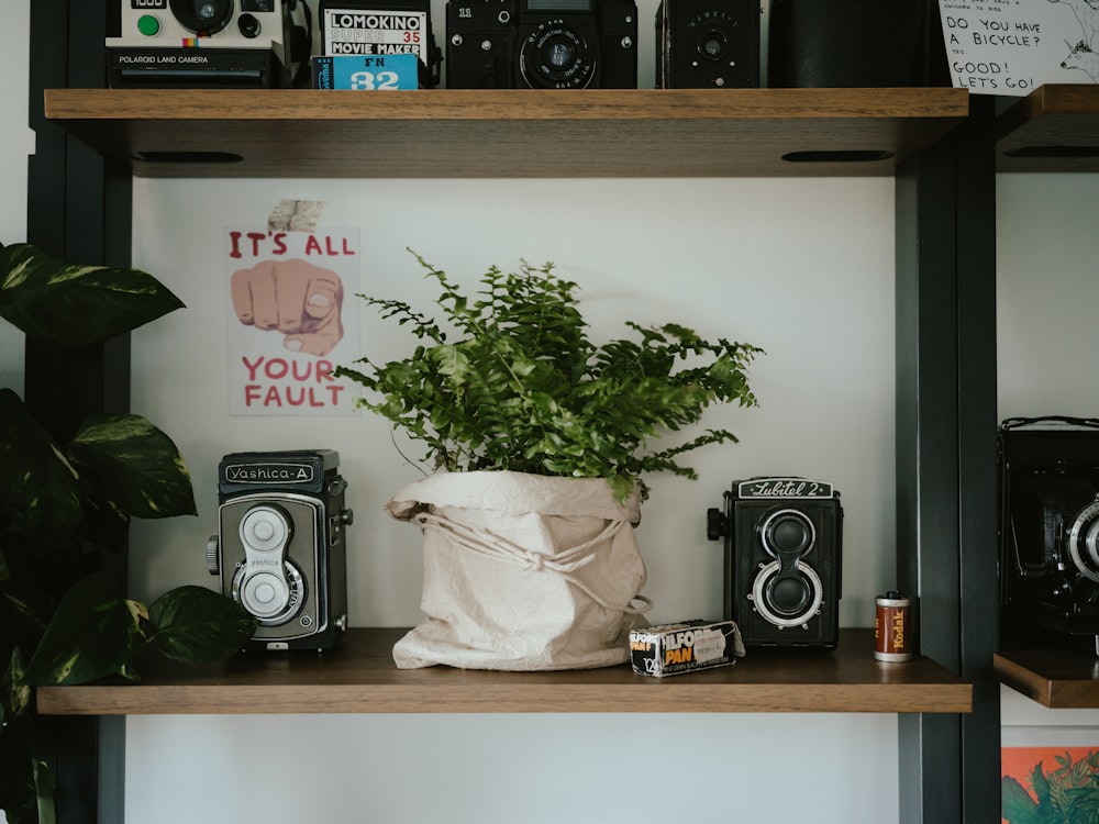 une étagère remplie de caméras et d’une plante