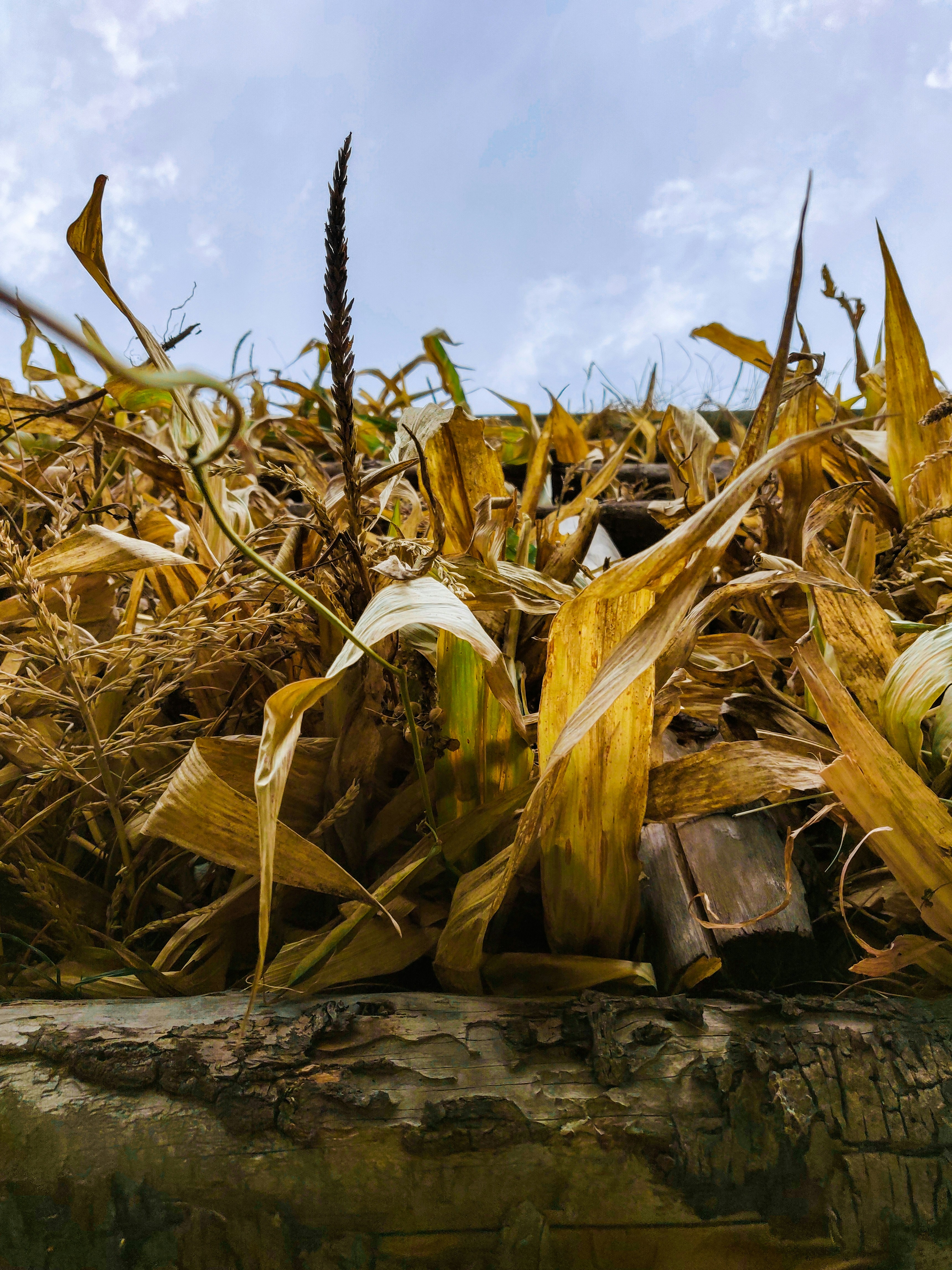 a field of corn is shown against a blue sky