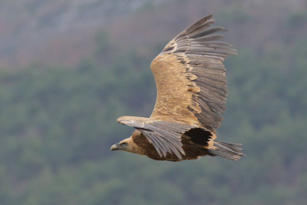 a large bird flying over a lush green forest