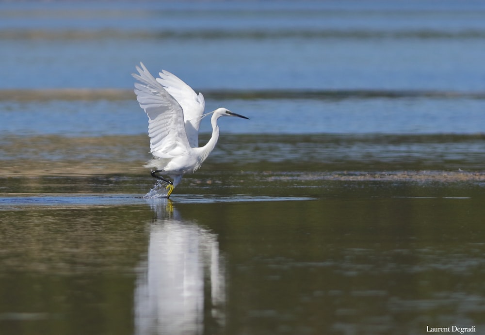 a white bird is standing in the water