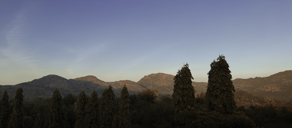 a group of trees in front of a mountain range