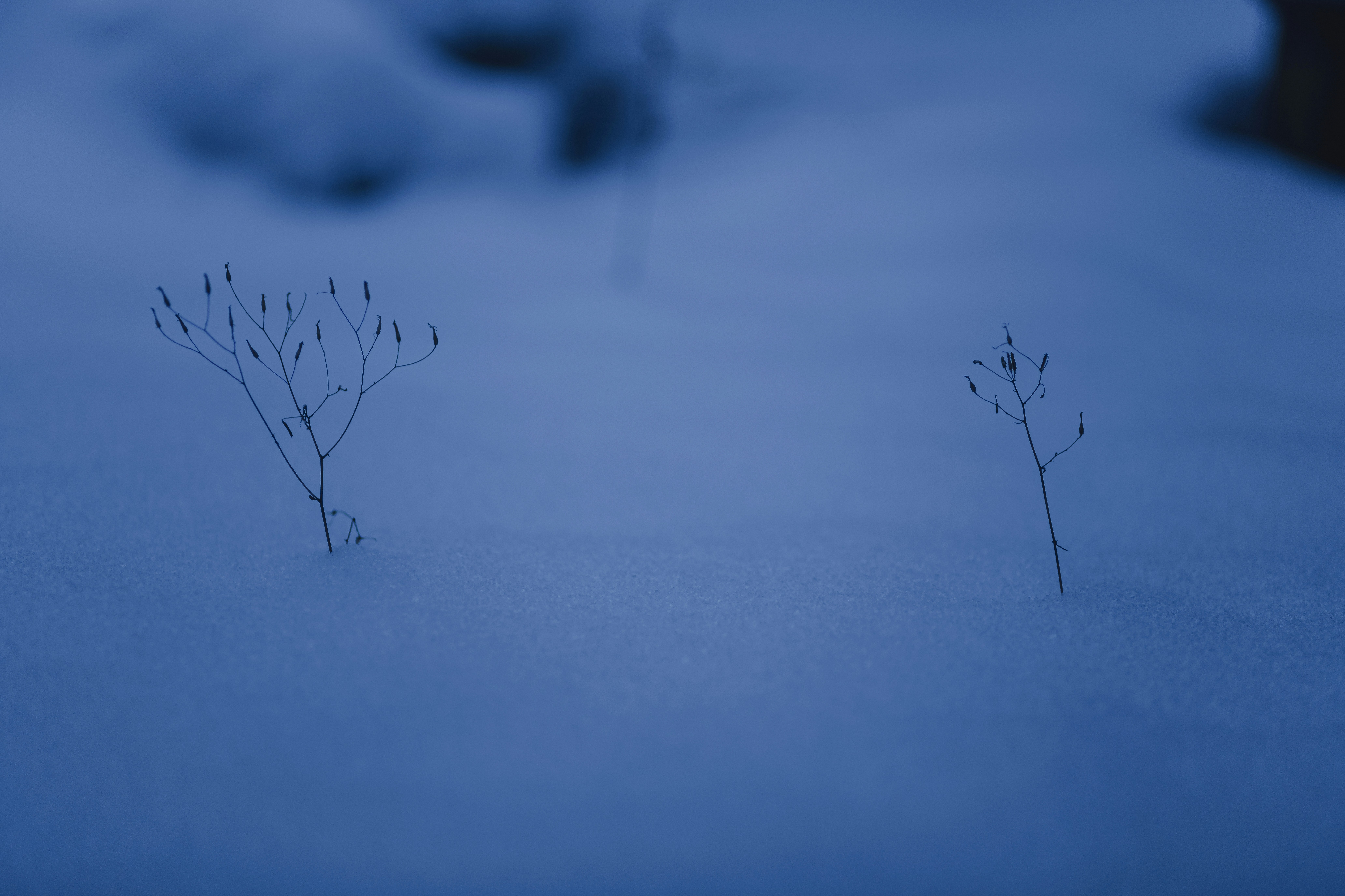 Photo by dieter_muenchen