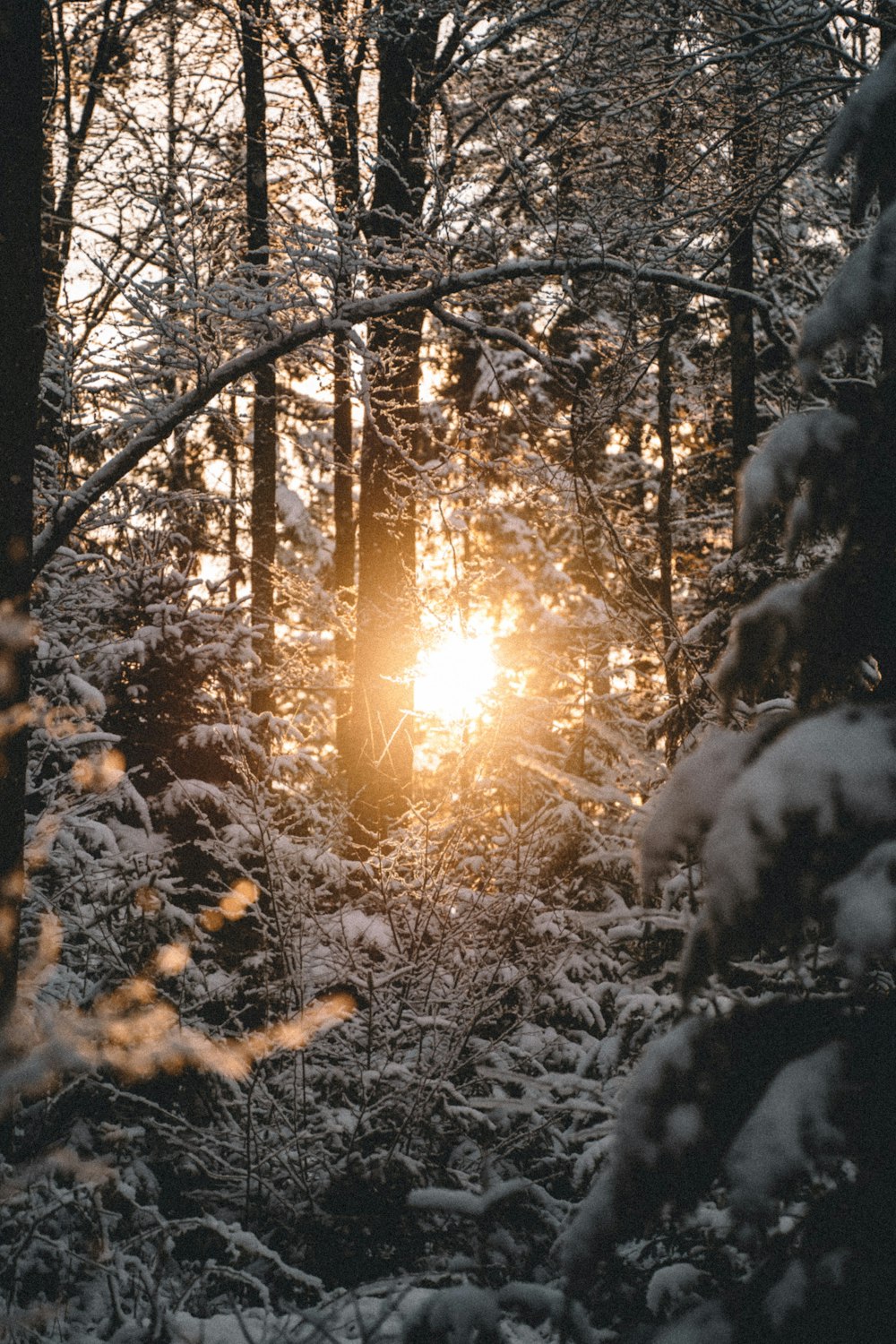 the sun is shining through the trees in the snow