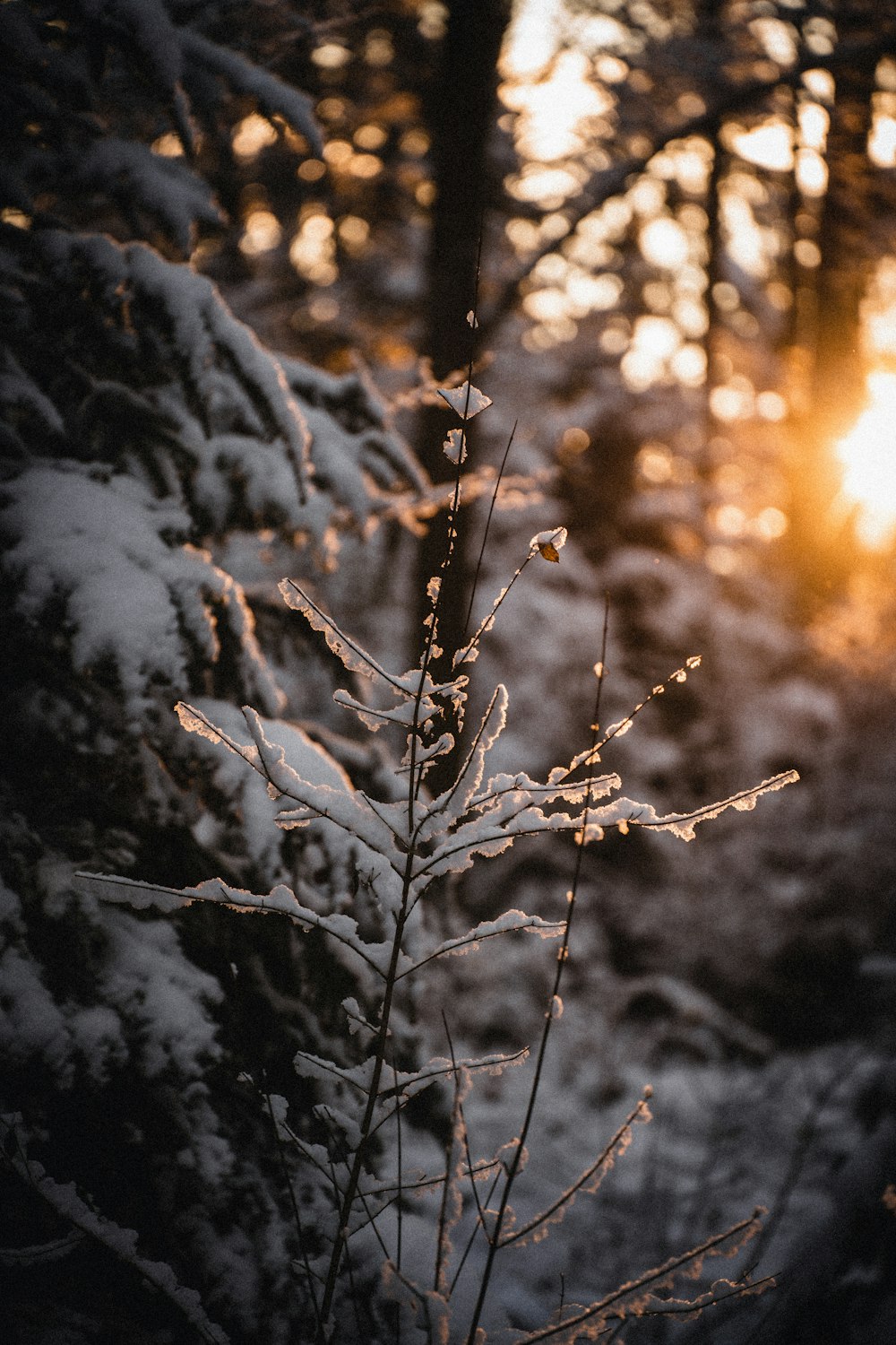 the sun is shining through the trees in the woods