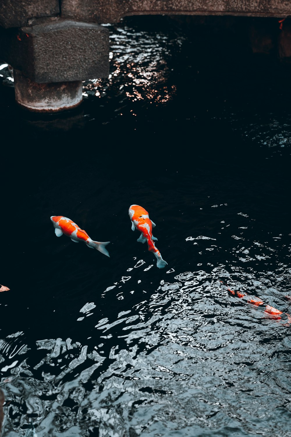 Un groupe de poissons koï nageant dans un étang