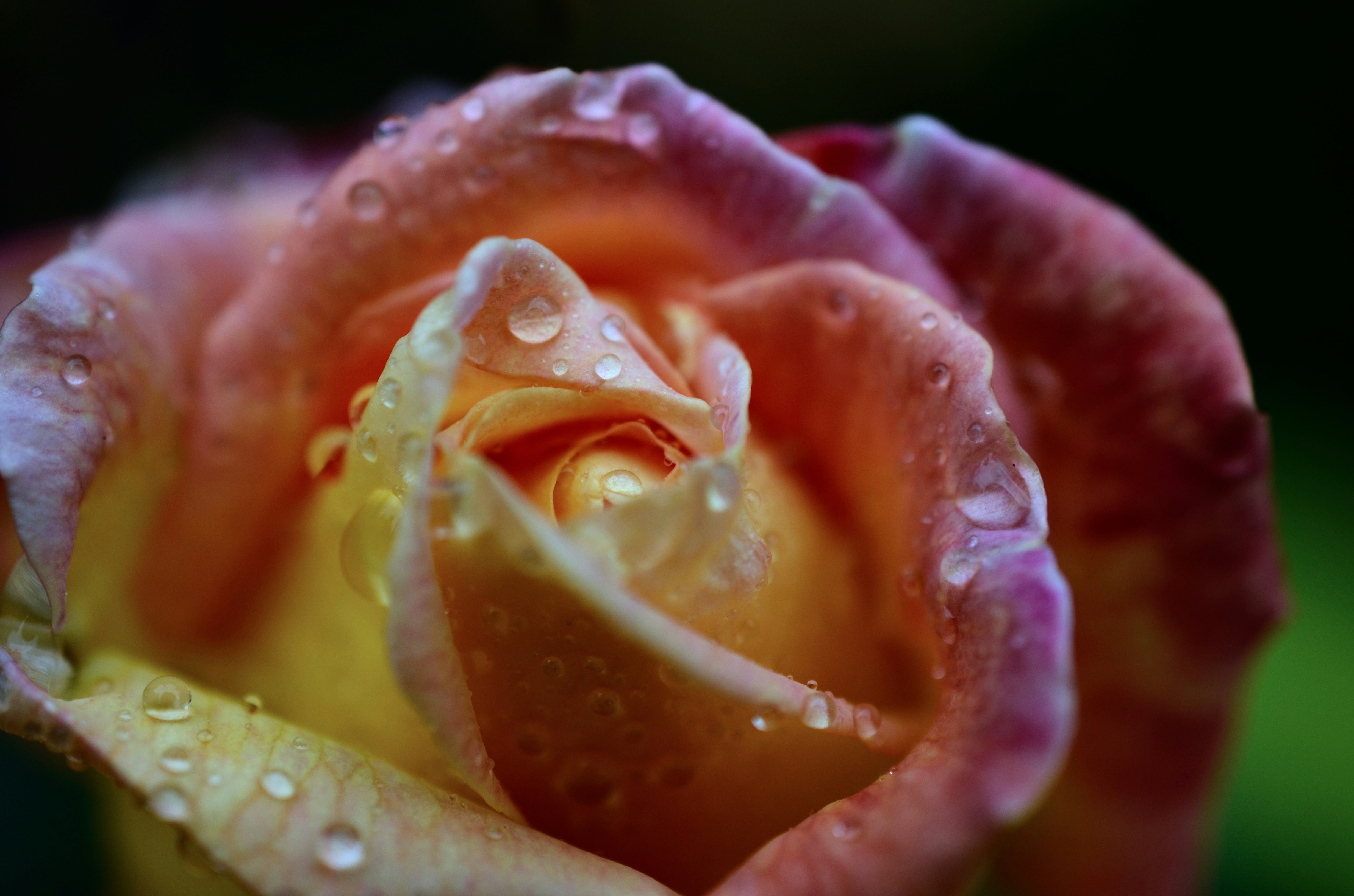 pastel floral wallpaper, wallpaper, Treating Acne with Sensitive Skin: A Gentle Guide 6