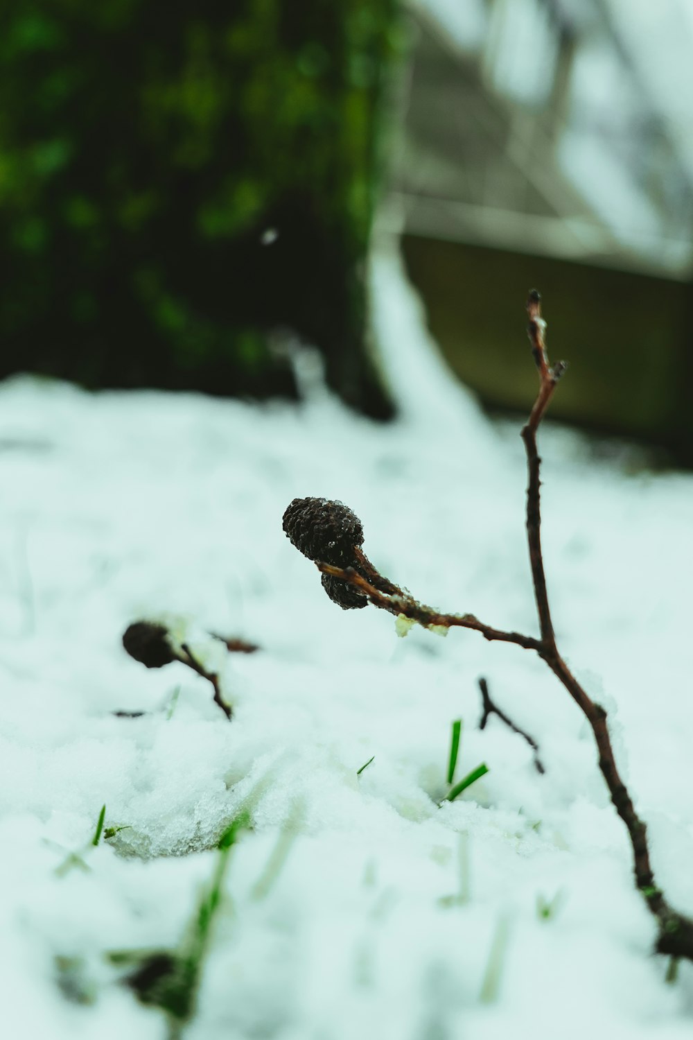 a small twig sticking out of the snow