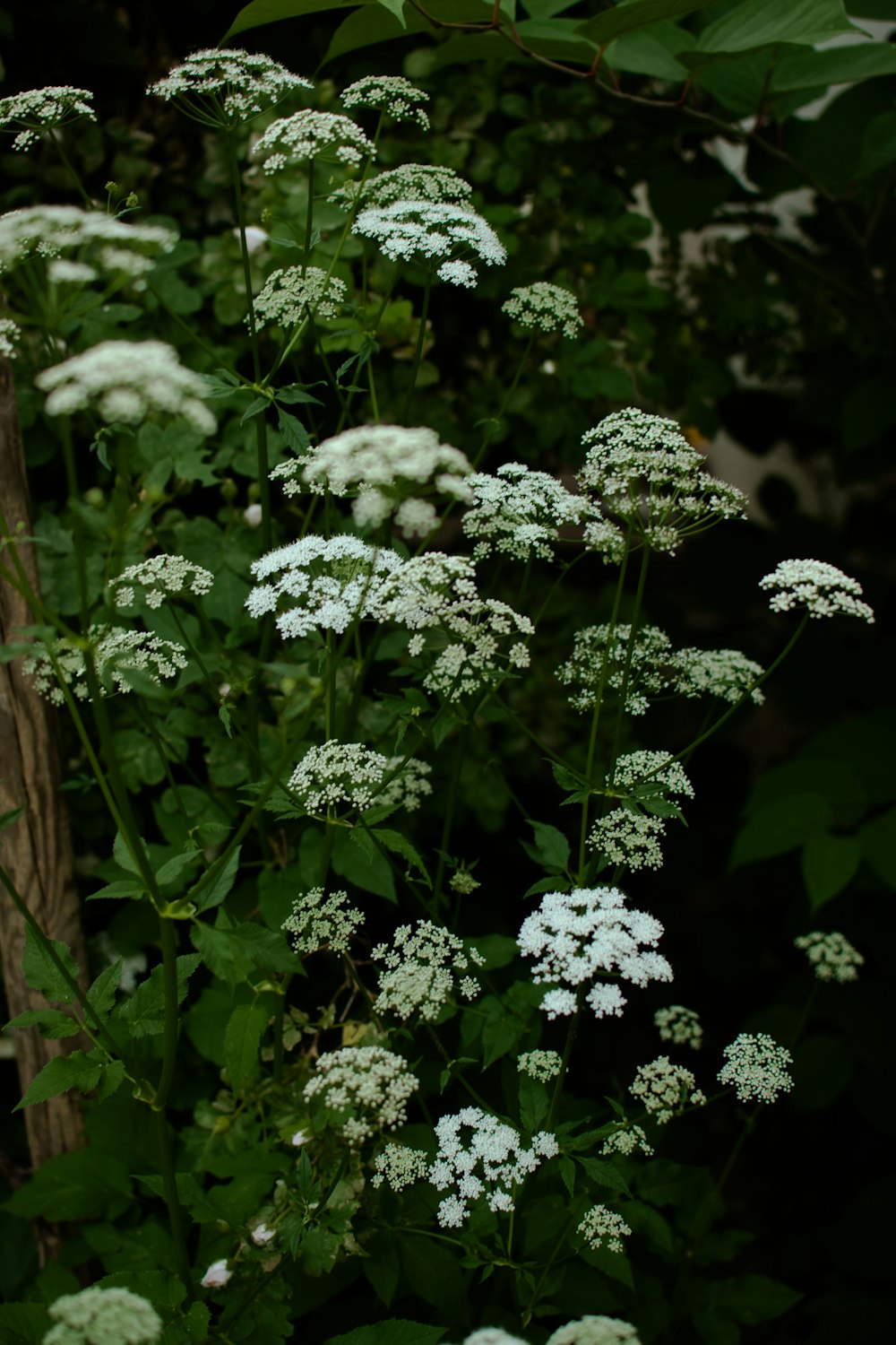 a bunch of white flowers in a garden