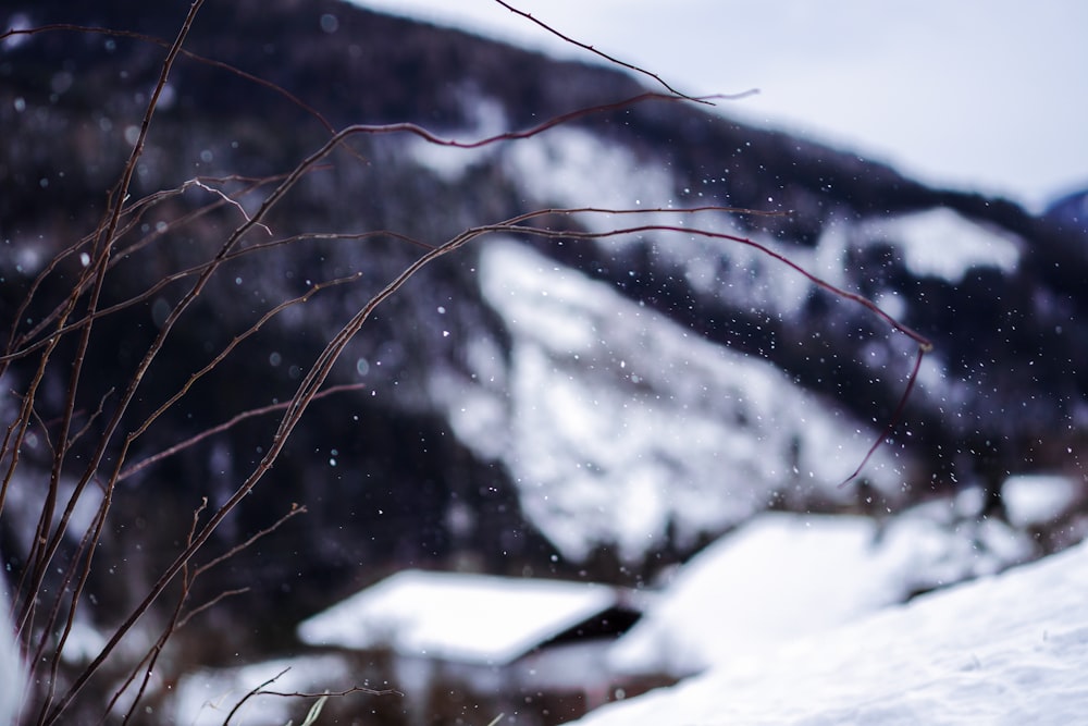 a snow covered hill with a tree branch in the foreground