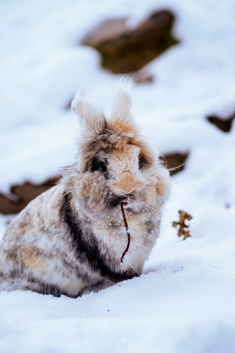 a small furry dog sitting in the snow