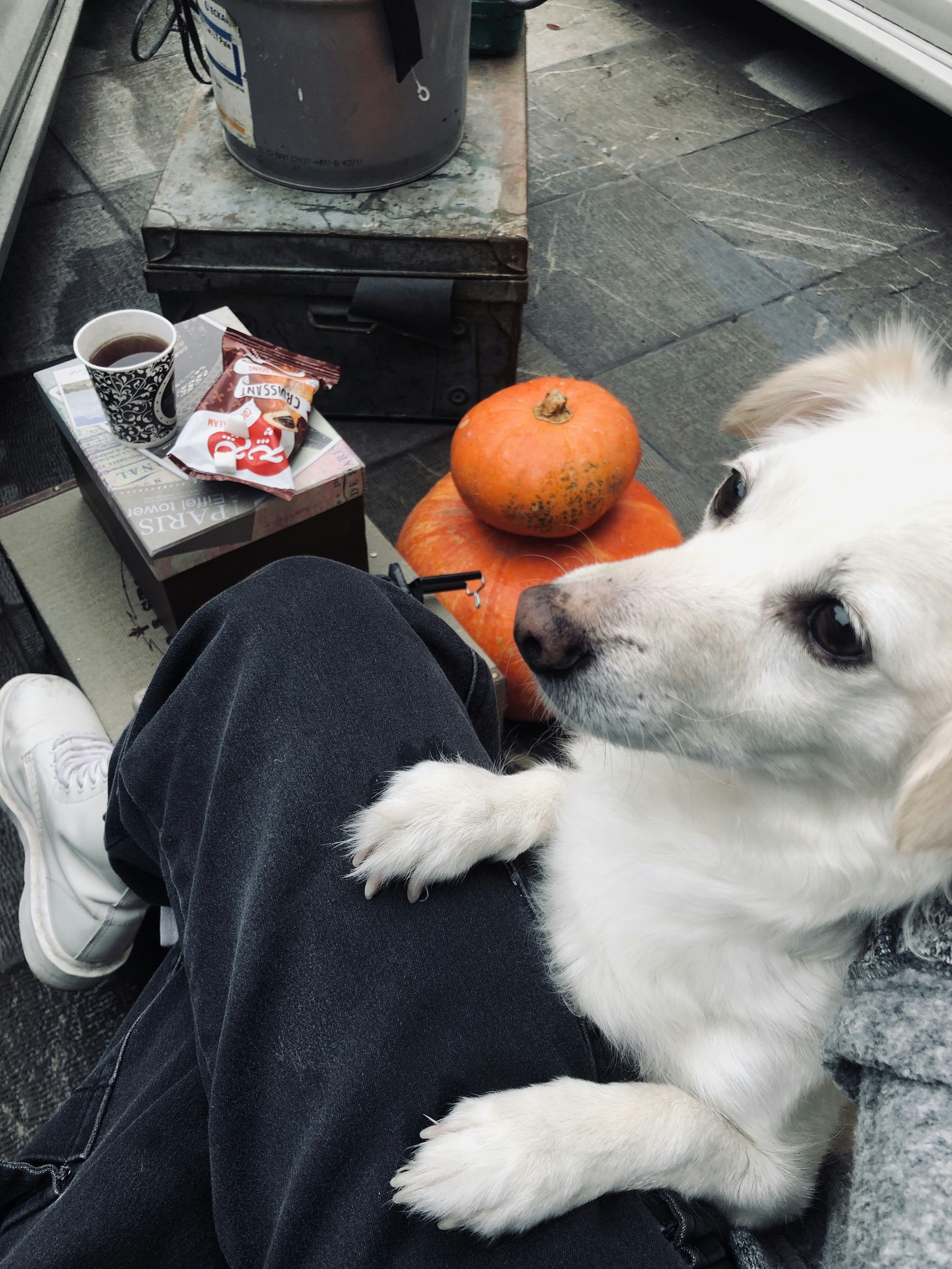 a white dog sitting on top of a person's leg