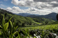 Top Local Restaurants in Cameron Highlands Every Food Lover Needs to Know