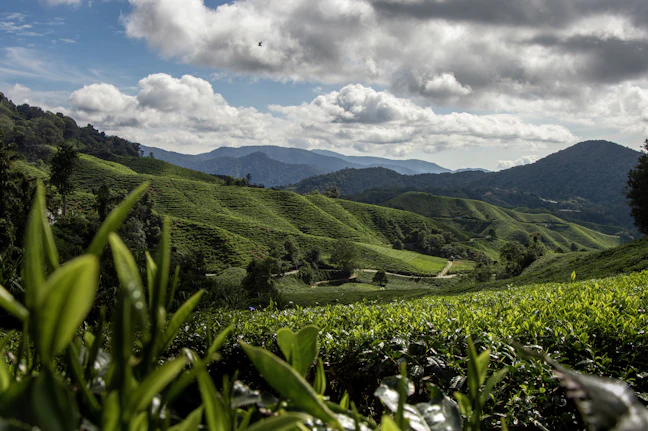 3-Day Luxury Itinerary for Cameron Highlands, Malaysia