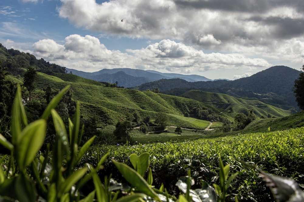 a lush green hillside covered in lots of trees