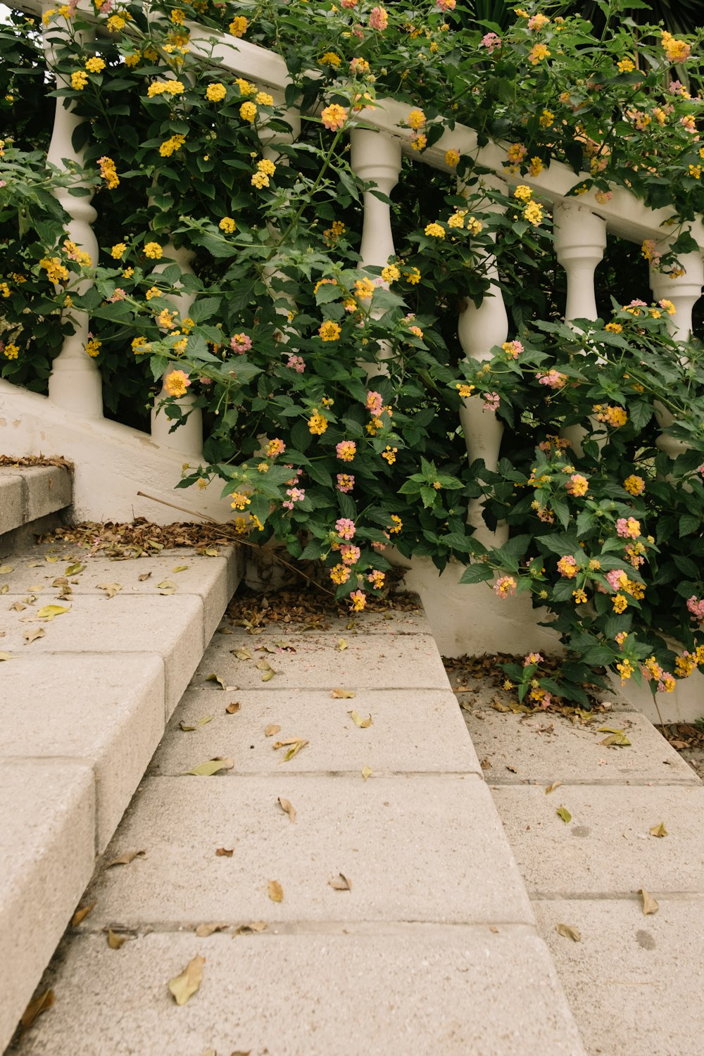 a bunch of flowers that are growing on a fence