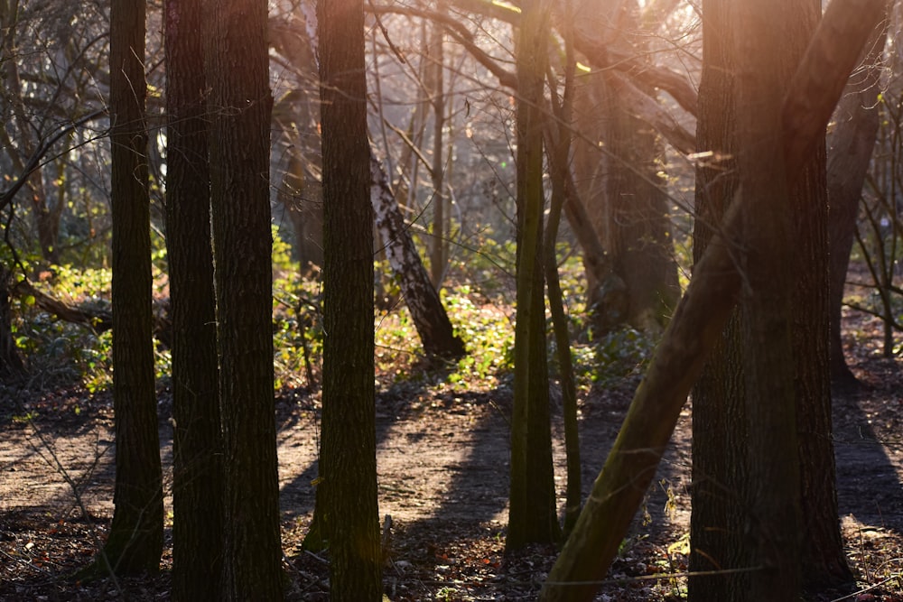 the sun is shining through the trees in the woods