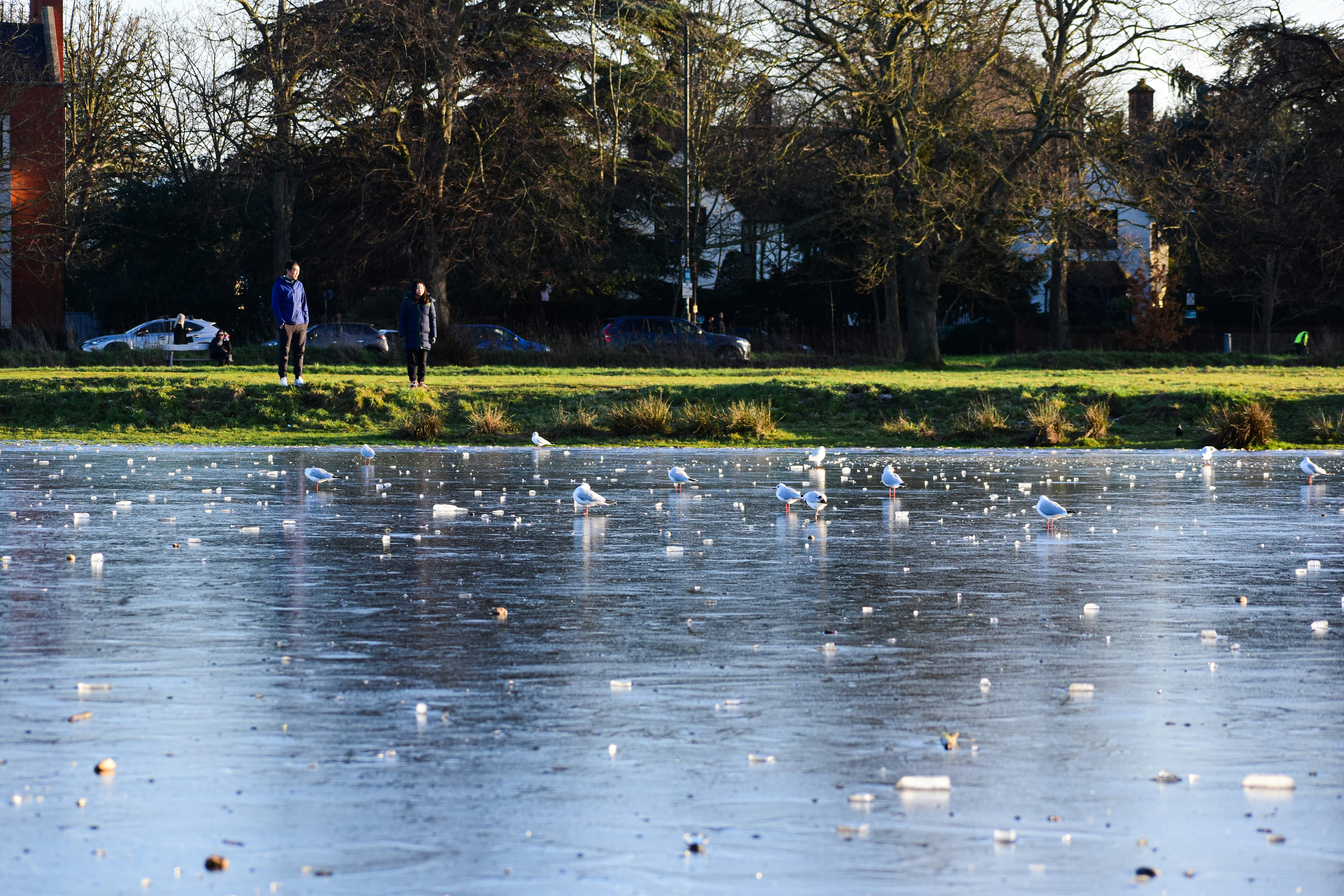 Un étang paisible avec des oiseaux près d un champ verdoyant à Wimbledon, montrant la nature londonienne