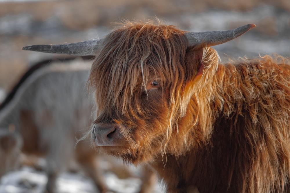 a close up of a yak with long hair