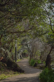 A wooden pathway meanders through a dense, lush forest with overhanging trees providing a canopy. Lamp posts line the path, creating a serene nature walk amidst vibrant greenery and natural rocks.