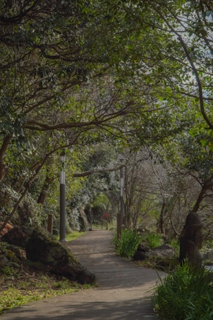 A wooden pathway meanders through a dense, lush forest with overhanging trees providing a canopy. Lamp posts line the path, creating a serene nature walk amidst vibrant greenery and natural rocks.