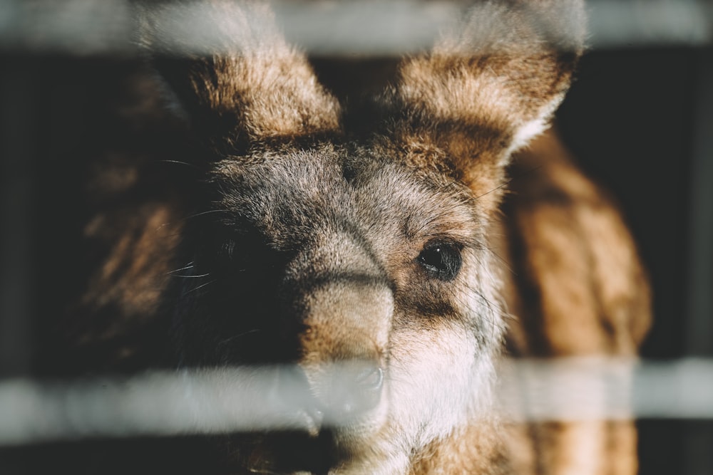 a close up of a kangaroo behind a fence