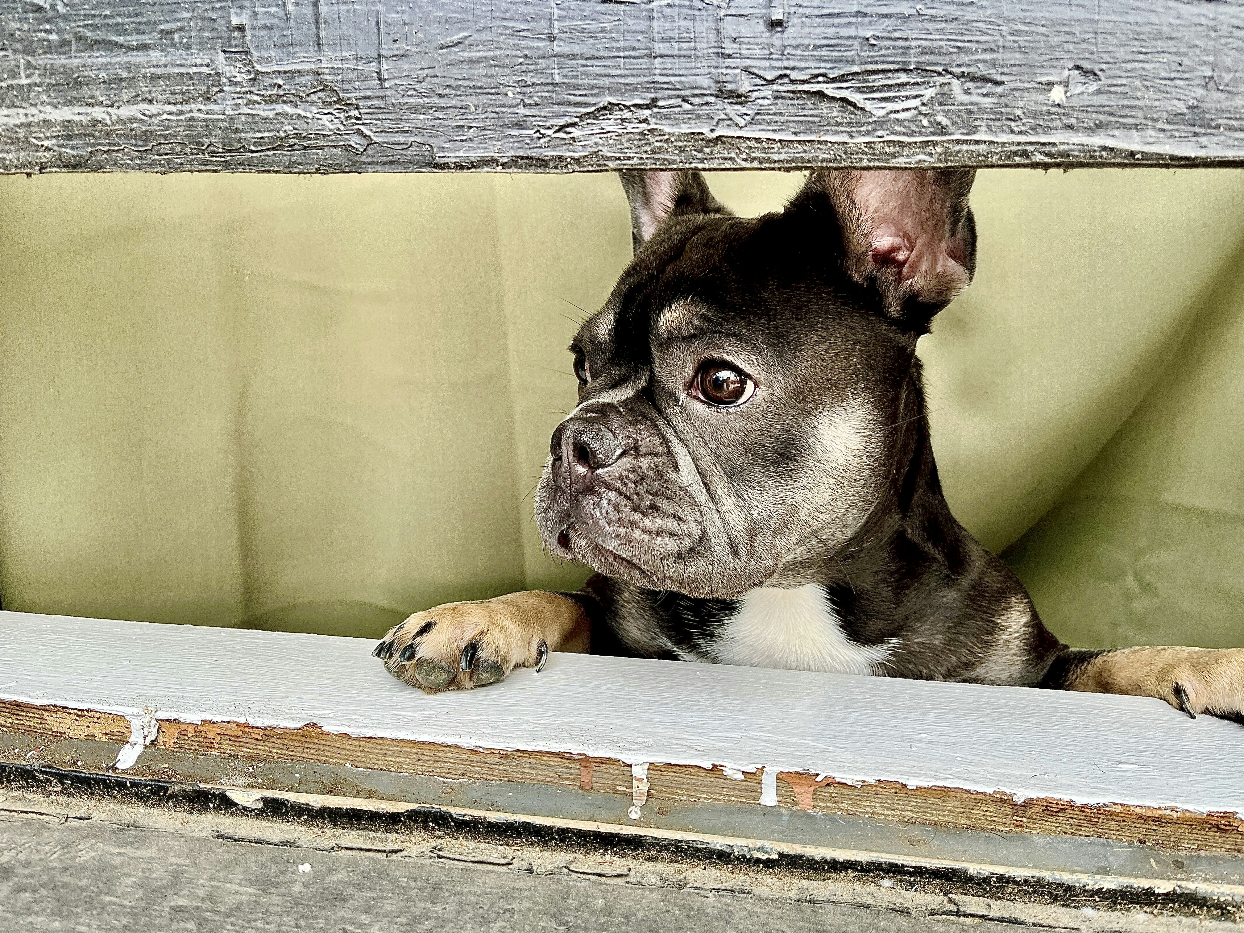 a small dog looking out of a window
