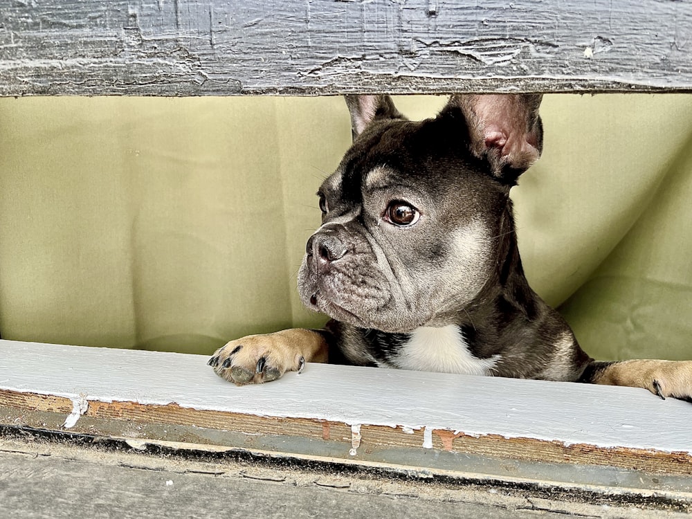 Ein kleiner Hund schaut aus dem Fenster