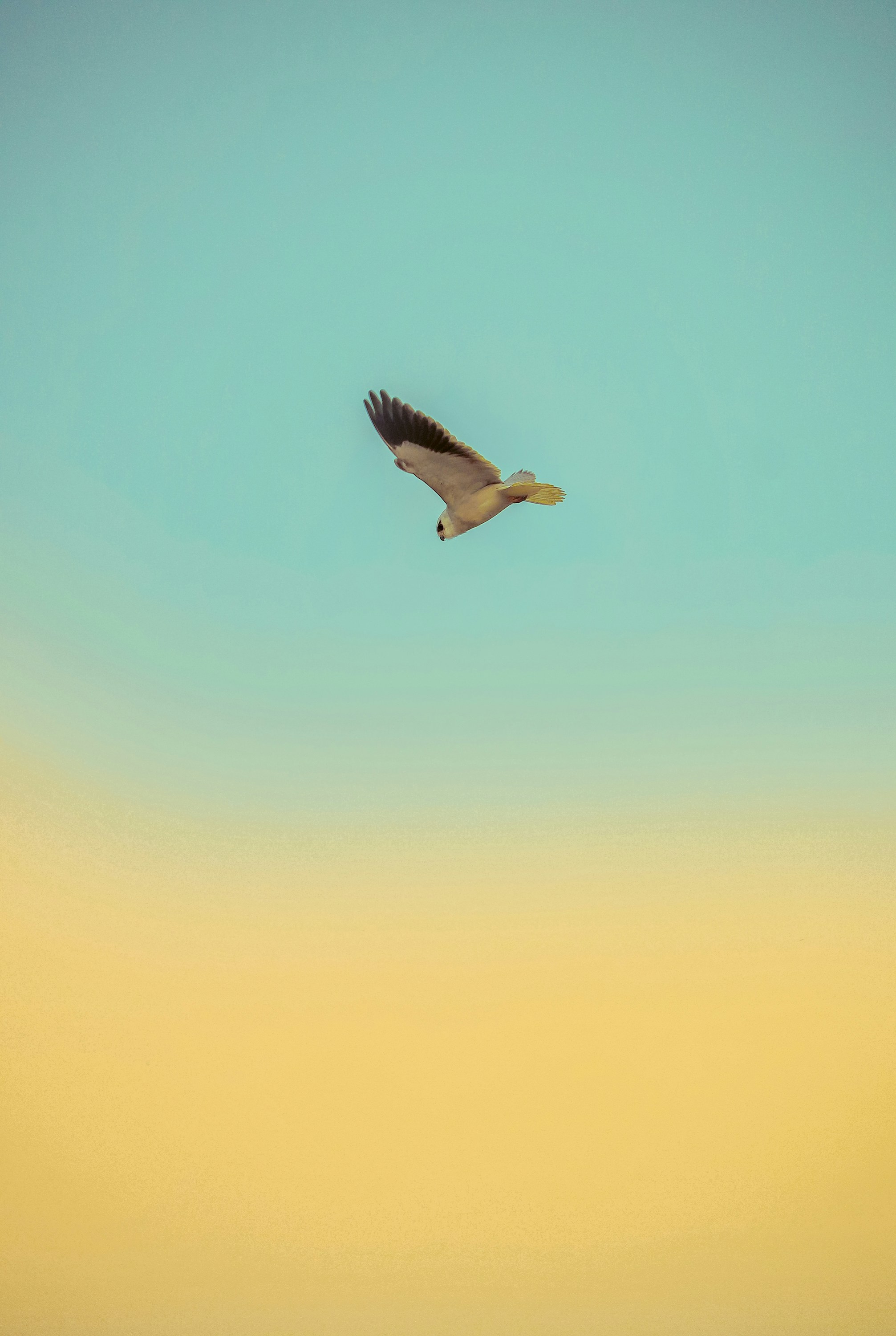 Photo by akash_verma