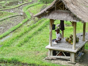 A person is sitting under a thatched-roof bamboo shelter on a platform. The setting is a lush, green environment, likely a rice paddy or agricultural field. Coconuts and a plastic bottle are placed near the individual, who is wearing a hat. The landscape includes irrigated fields with visible water channels.