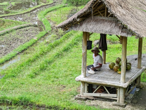 A person is sitting under a thatched-roof bamboo shelter on a platform. The setting is a lush, green environment, likely a rice paddy or agricultural field. Coconuts and a plastic bottle are placed near the individual, who is wearing a hat. The landscape includes irrigated fields with visible water channels.