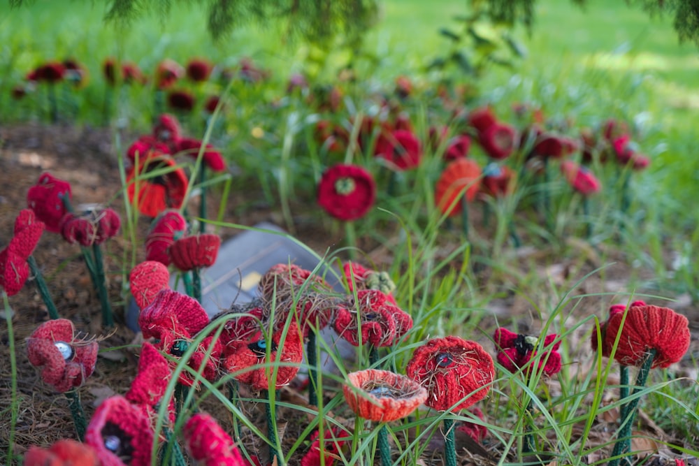 a bunch of red flowers that are in the grass