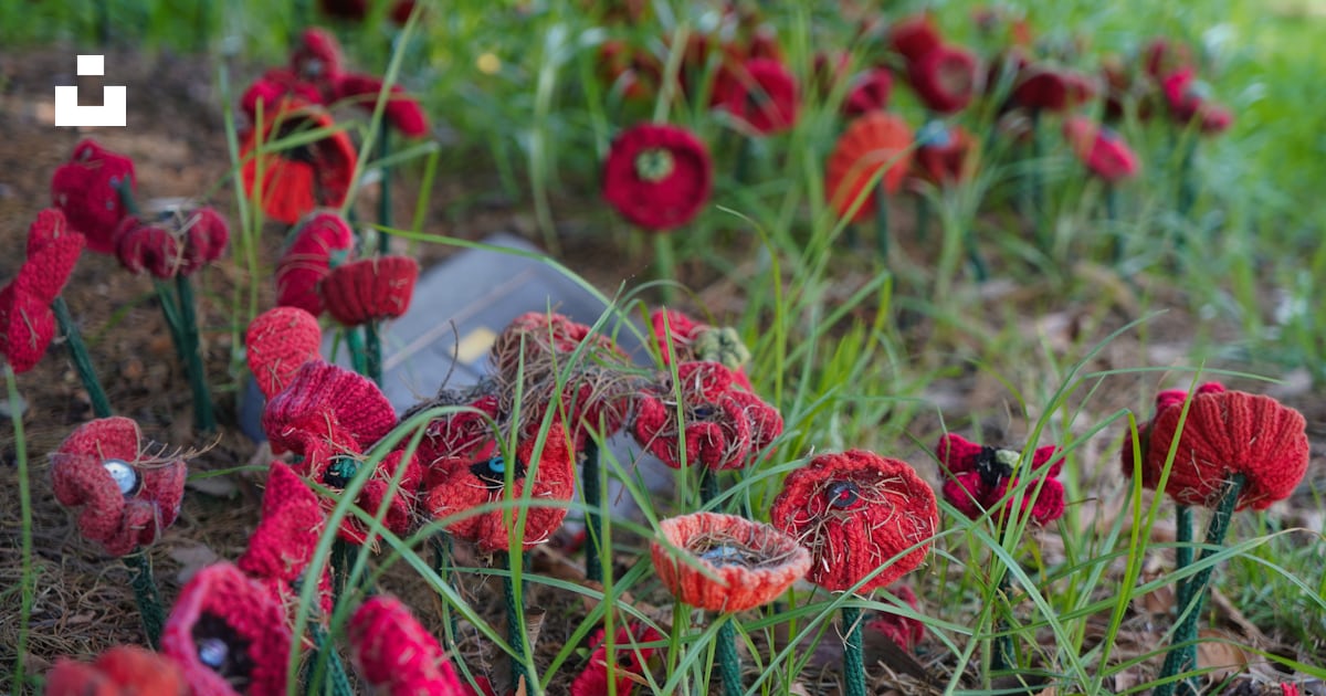 Un bouquet de fleurs rouges qui sont dans l’herbe photo – Photo ...