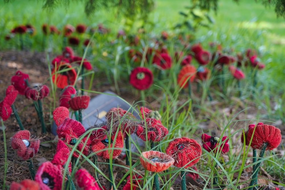 un bouquet de fleurs rouges qui sont dans l’herbe
