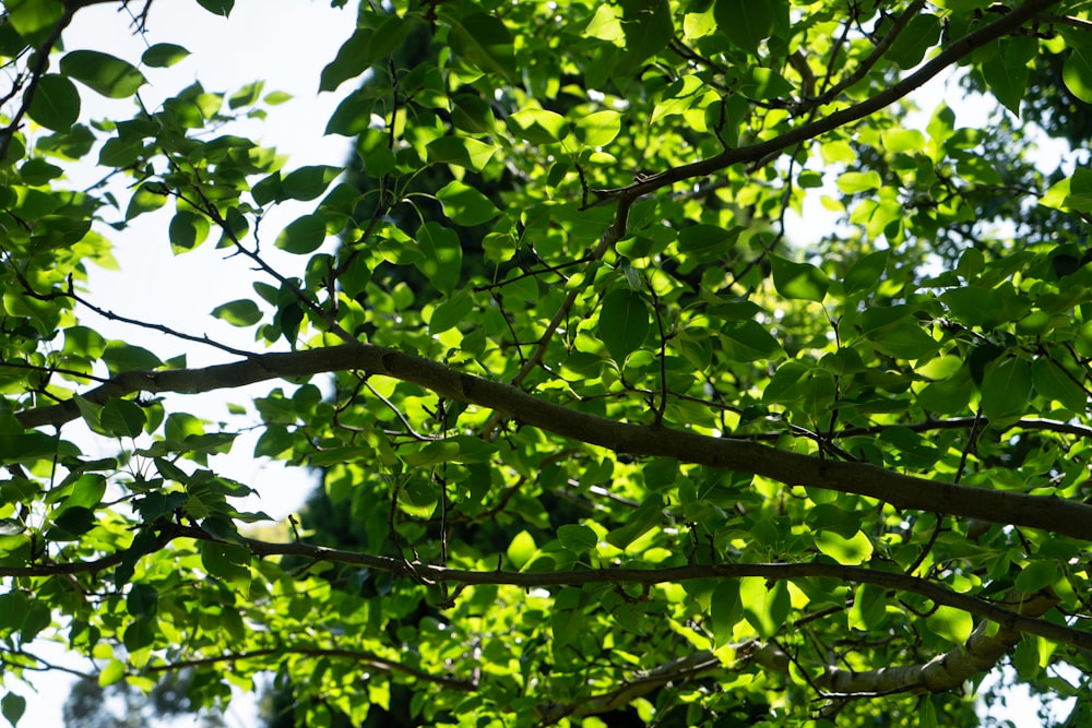 a bird perched on top of a tree branch