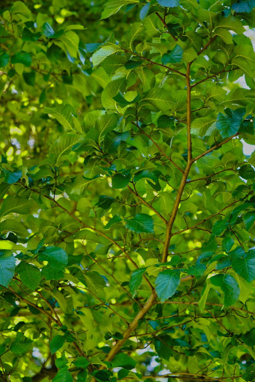 a bird is perched on a tree branch