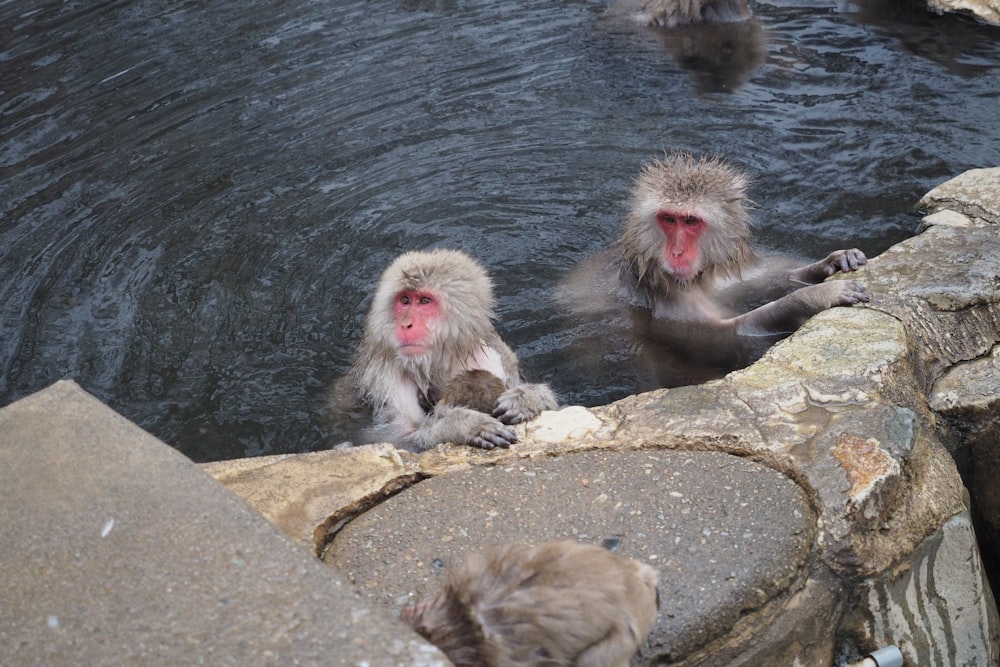 a group of monkeys sitting in a pool of water