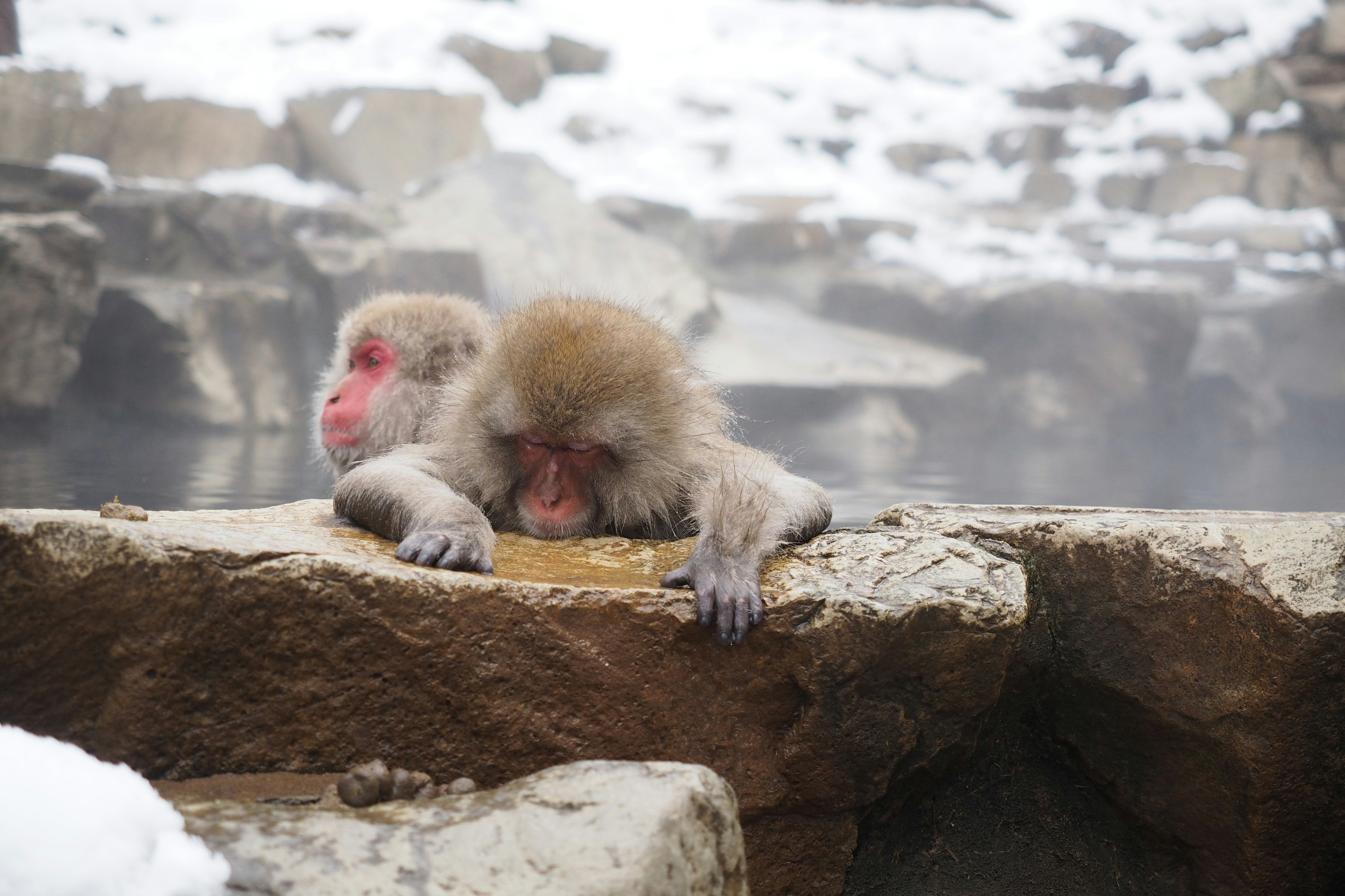 a couple of monkeys sitting on top of a rock, 